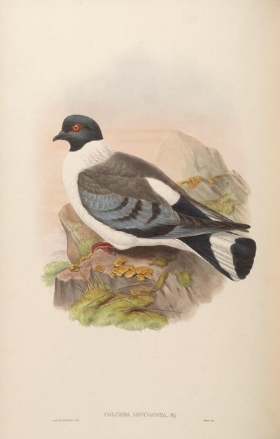 Columba Leuconota by John Gould